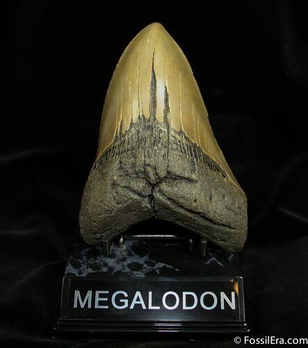 Beastly Megalodon Tooth #947